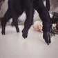 Mourning Black Phillip in Black Velvet