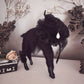 Mourning Black Phillip in Black Tulle