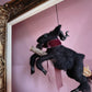 Black Phillip on a Broom ✦ in Hawthorn Velvet